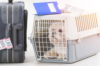Pet Passport, Dog Passport, Cat Passport, Dog ID, Cat ID, Dog Crate, Cat Crate, Pet Crate, Dog, Cat