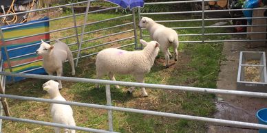 Mobile Farm school and pre school educational visits