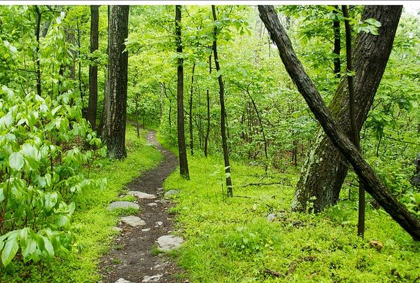 The tranquil Appalachian Trail