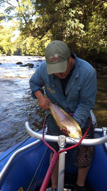 trucha marrón del río cautín