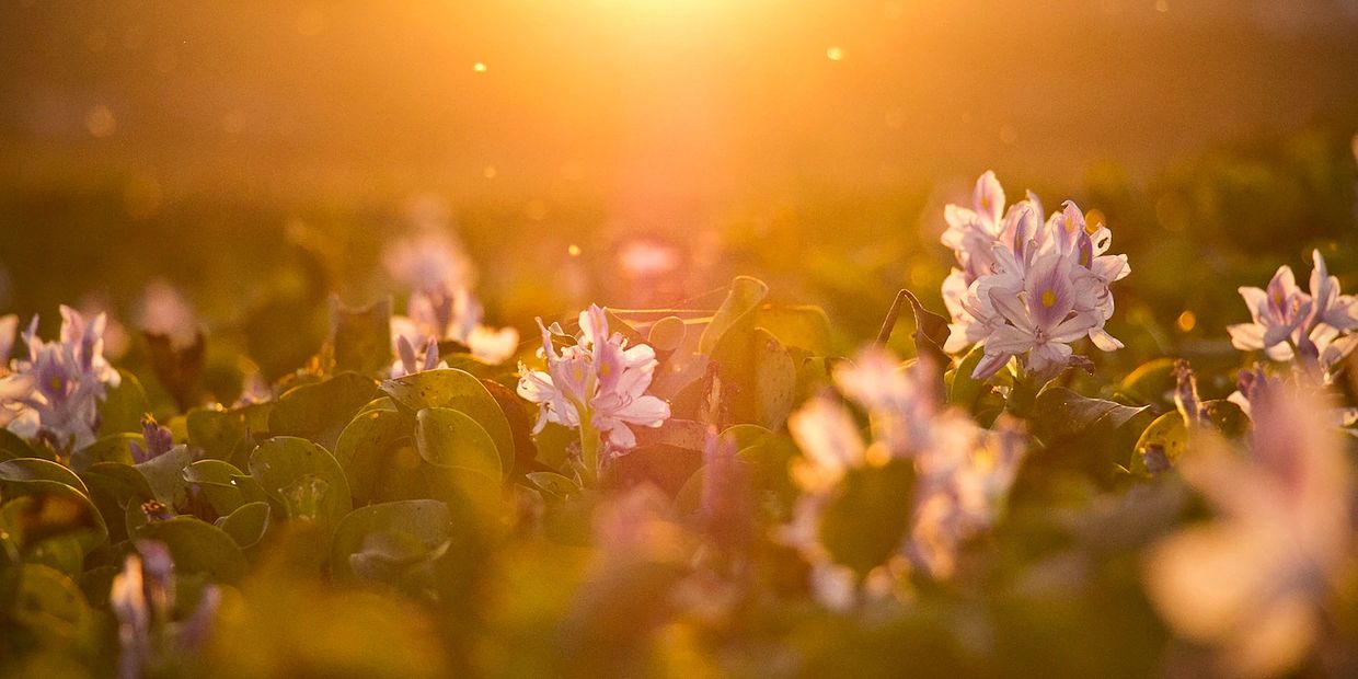 Sunlit flowers glowing warmly in golden hour light.