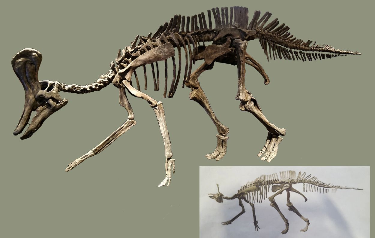 Tsintaosaurus skeleton cast