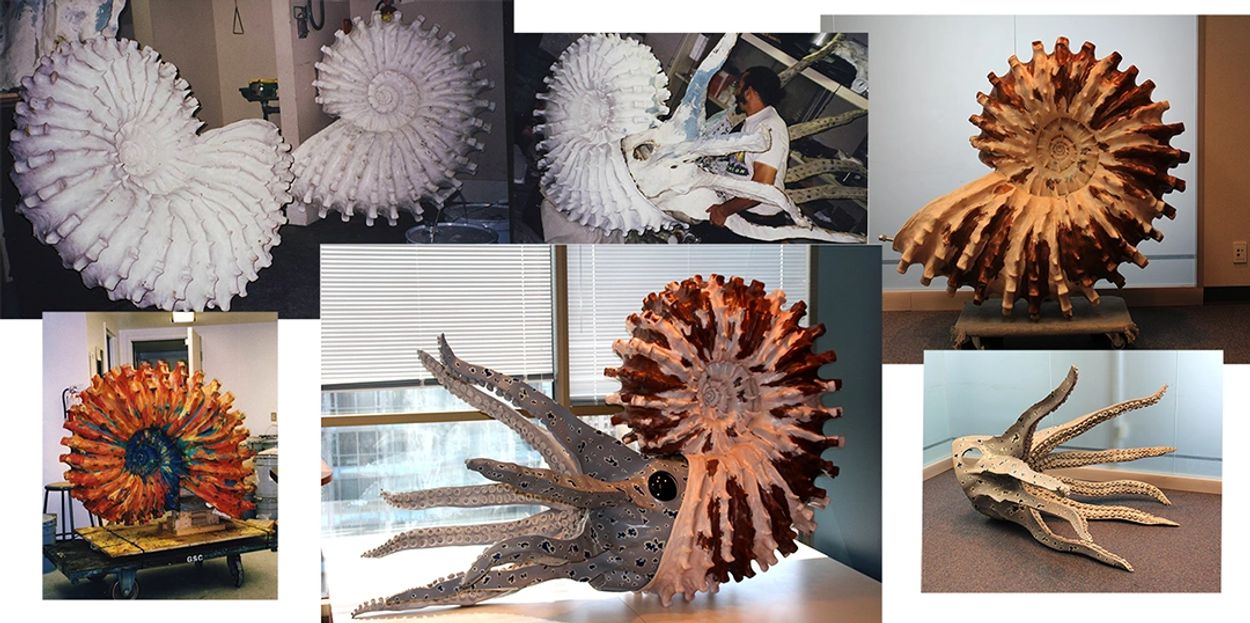 Ammonite Model