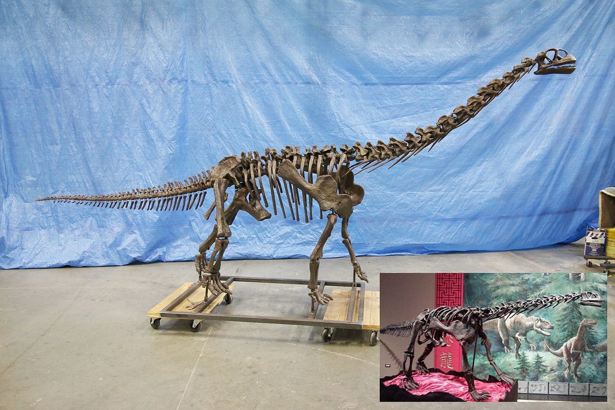 Bellusaurus skeleton cast.