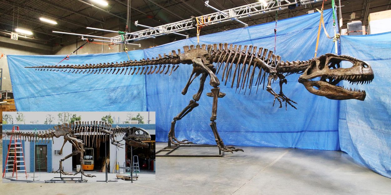 Giganotosaurus skeleton cast.