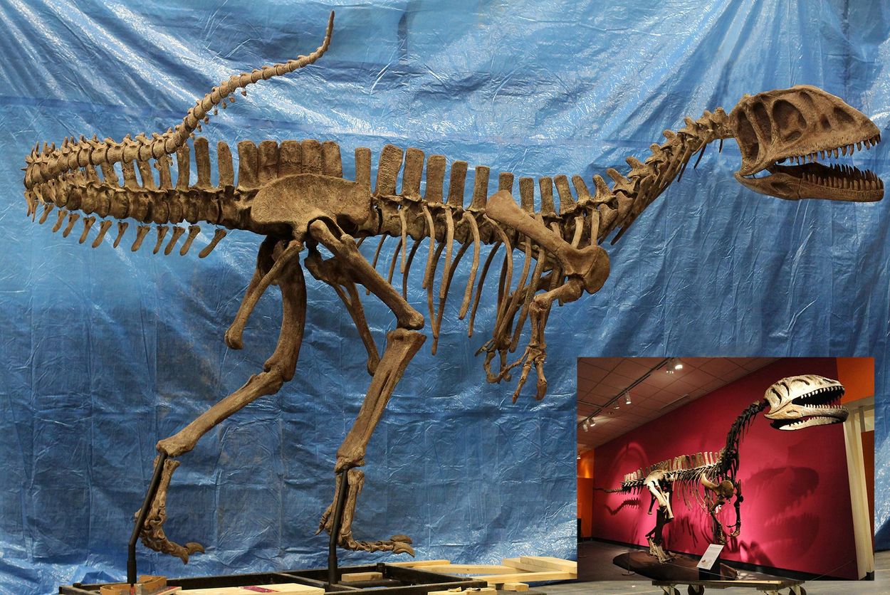 Yangchuanosaurus skeleton cast.