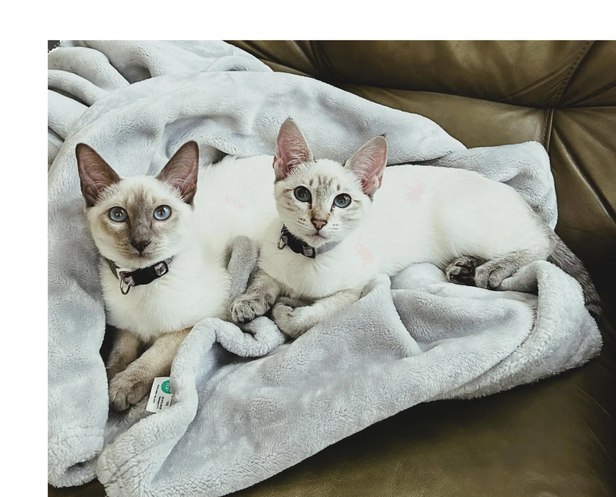 Two Siamese kitten resting on a soft gray blanket on a leather couch.