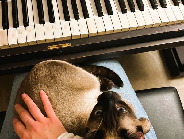 Neutered seal point Siamese male cat cuddling on lap near an old piano keyboard.