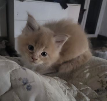 Cuccioli di Maine coon