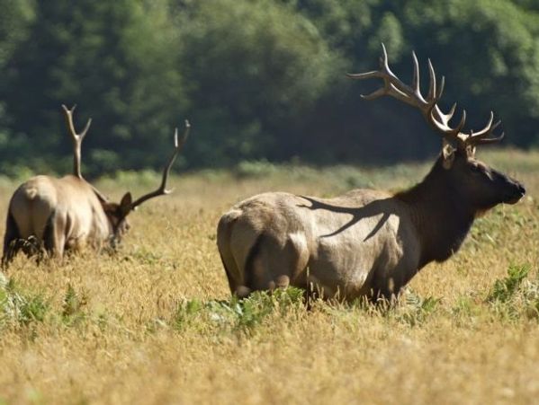 Two bull elk wandering through Elk Island National Park
Photo credit: Animal Alliance of Canada
