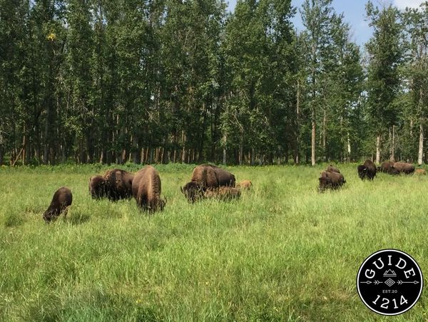 A heard of local bison along the Moss Lake Trail in Elk Island National Park, Alberta
