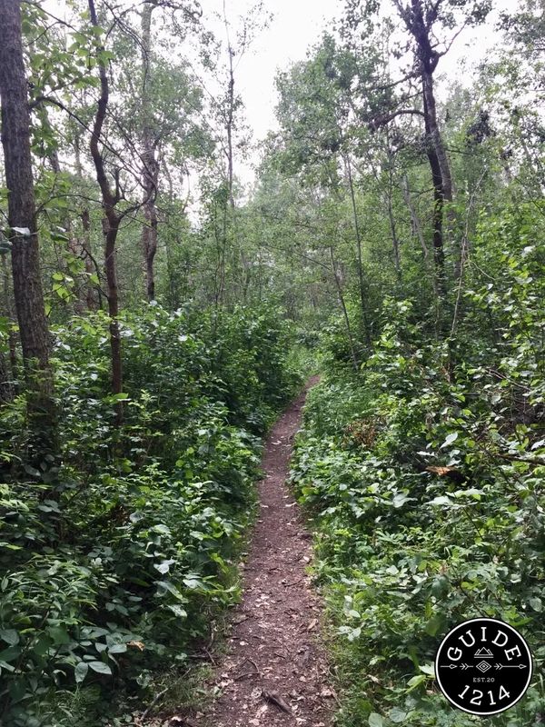 A single track hiking trail in Elk Island National Park, Alberta