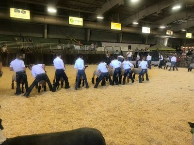 Exhibitors showing their lambs with their backs to the audience.