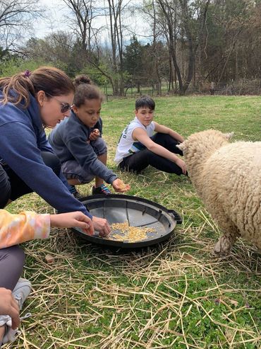 Feeding the fluffy sheep. So many fun things to do!