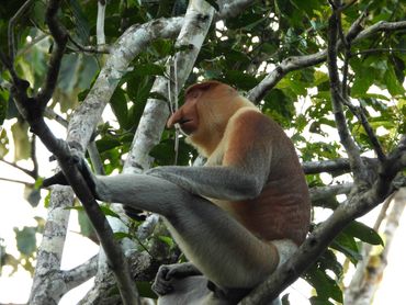 Proboscis monkey sitting on a tree