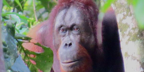 Wild orang utan at Deramakot with lostborneojungletrekking