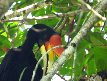 Rhinoceros Hornbills normally nest inside the hollow treee