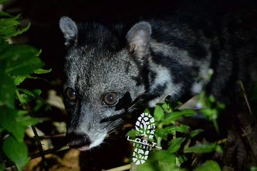 Malay Civet is the largest among the other 7 civets in Borneo