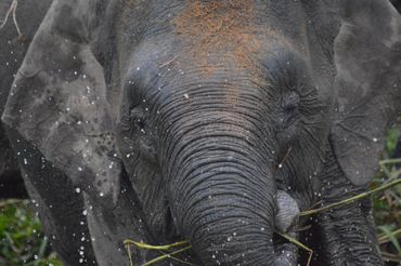 Pygmy elephant at Kinabatangan River