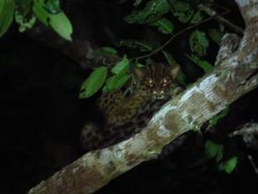 The tree dwelling cat can be found at high up the tree in Borneo