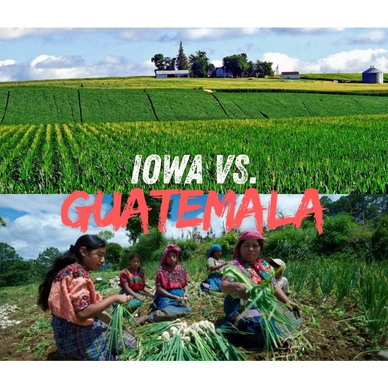 Guatemal and Iowa fields