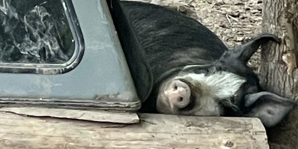 Pig resting next to a wooden log and truck bed.