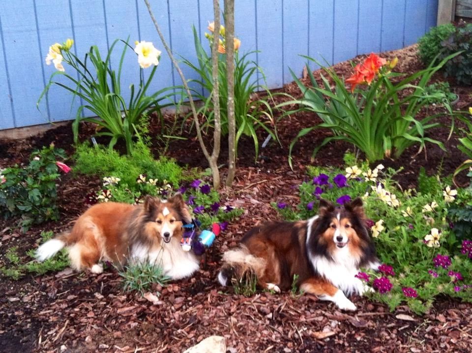 FPF Foundation AKC Toy Shelties Cassie and Bella