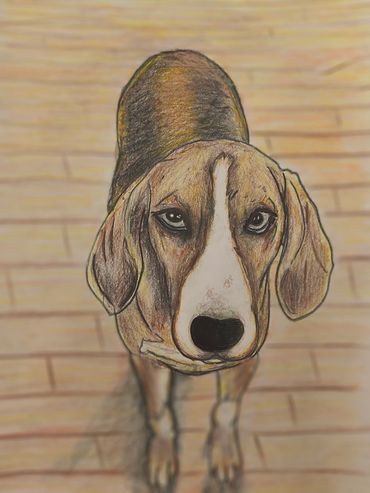 Detailed colored pencil drawing of a dog looking up.