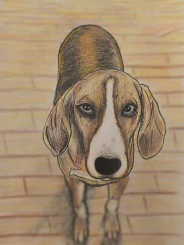 Detailed colored pencil drawing of a dog looking up.