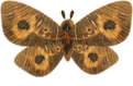 The Wooden Moth