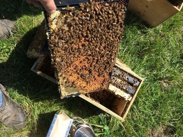 A beekeeper holds a honeycomb full of bees.