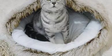cat bed
