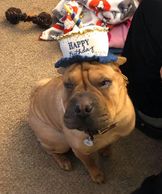 Grunt's 1st birthday