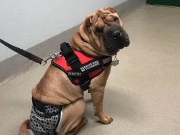 Grunt in her service dog vest.