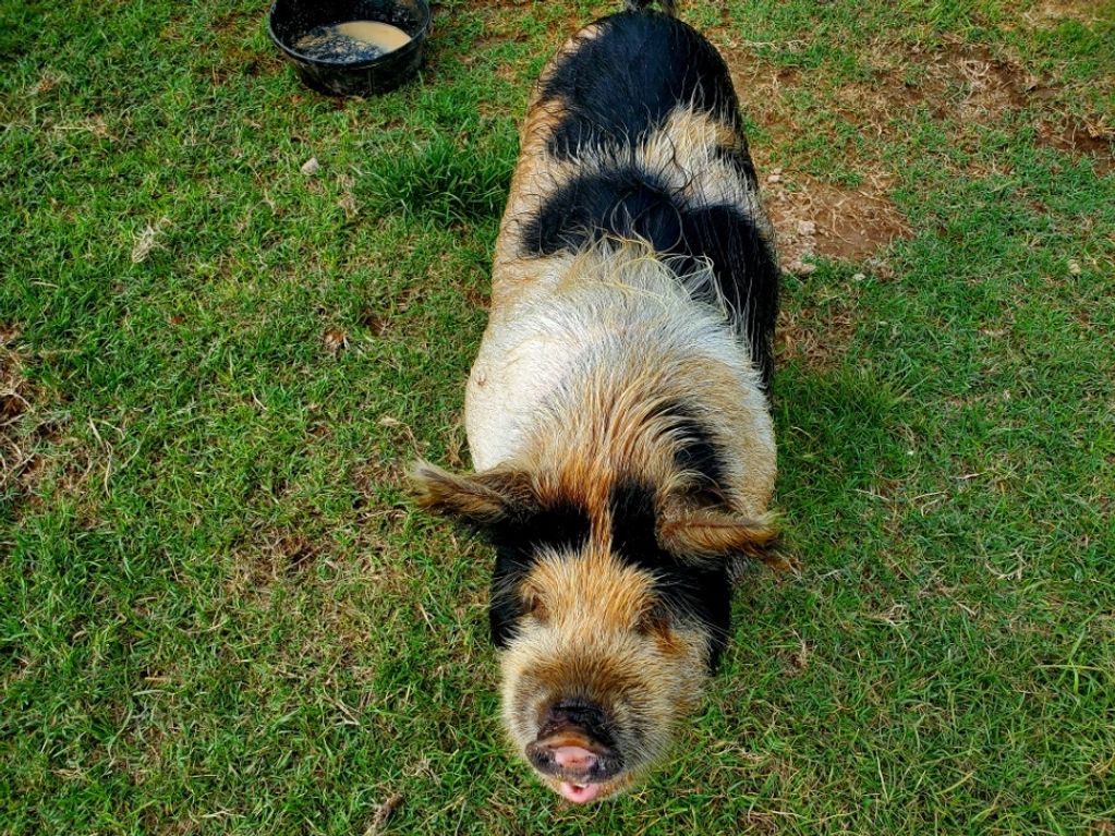 This is the Man of the farm Charlie Trotter. He's our first boar.