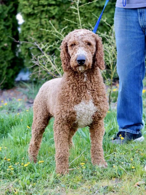 Curly-haired brown dog standing on grass beside a person in jeans.