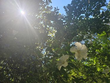 Hibiscus and sunlight makes the heart swoon