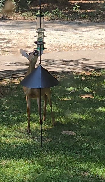 Theres a deer that comes every morning for breakfast at Secret Casita.