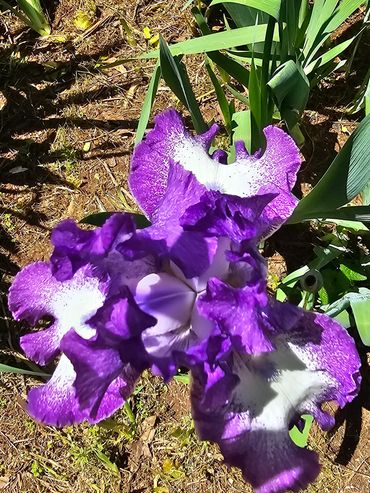 Beared Iris blow in the breeze of the courtyard