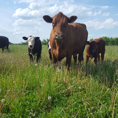 Grass Fed Angus Beef