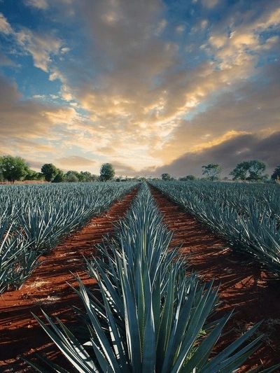 Agave Field at Sunset