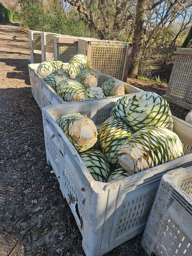Calavé Spirits: Harvested Agave from Yolo County, California