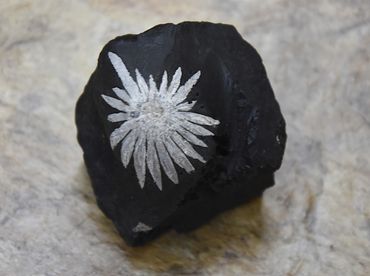 Chrysanthemum Stone specimen