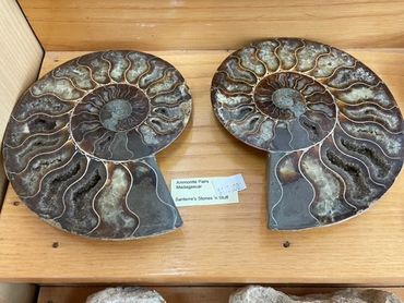 Ammonite Pair