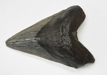 Fossilized Sharks Tooth -  South Carolina