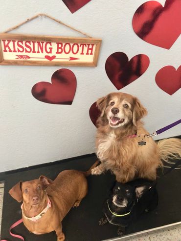 Three dogs posing happily at a kissing booth with heart decorations.