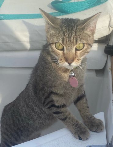 A curious tabby cat with a collar and tag looks ahead.
