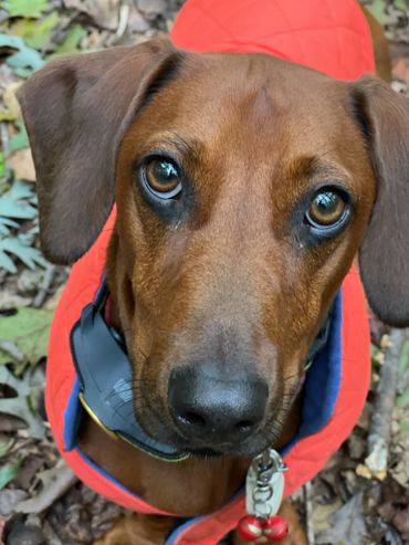 Close-up of a brown dog wearing a red jacket outdoors.