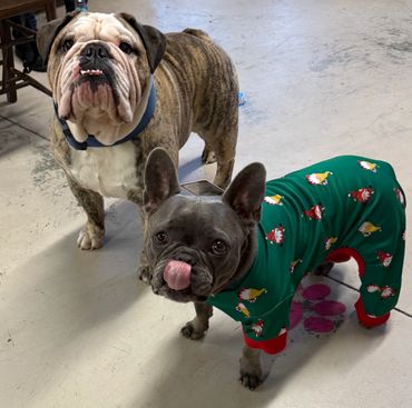 Two adorable dogs, one in festive pajamas, standing on a concrete floor.