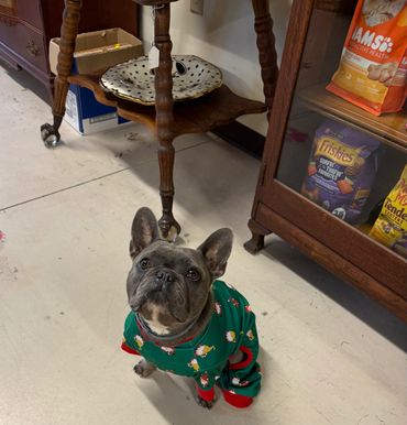 A French Bulldog in green pajamas sitting on the floor indoors.